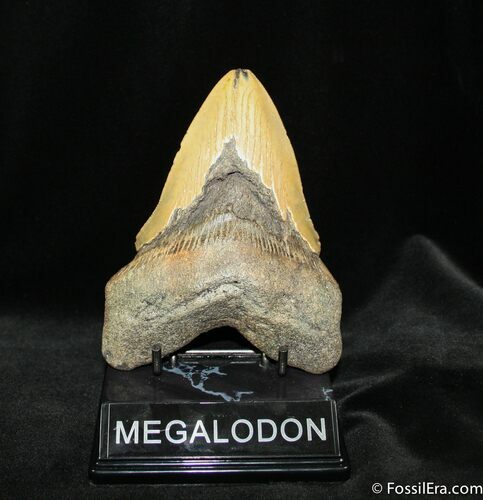 / Inch Megalodon Tooth #730